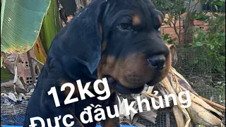 Chó rottweiler đầu khủng,#rottweiler dòng đại,#mặt xệ,#capcut,#tiktok,#shorts,#0909393533