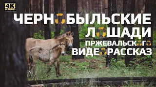 Przewalski's horses in Chernobyl