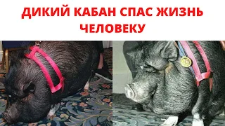 Эта женщина спасла ДИКОГО КАБАНА, а спустя год уже он спас ей жизнь...