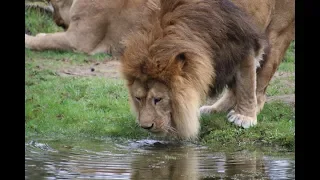 3 Lions Territorial Calling & Roaring