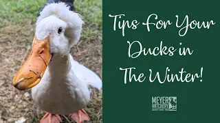 Tips For Your Ducks in the Winter!