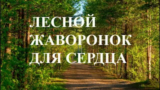 ЛЕСНОЙ ЖАВОРОНОК-ПОЮЩИЙ ЛЕКАРЬ. СРЕДСТВО ДЛЯ НОРМАЛИЗАЦИИ ДАВЛЕНИЯ И ИЗБАВЛЕНИЯ ОТ АРИТМИИ