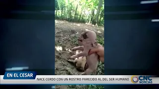 NACE CERDO CON UN ROSTRO PARECIDO AL DEL SER HUMANO