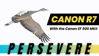 Canon R7 - When Perseverance Pays off - Bird Photography - Sandhill Cranes !!