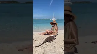 Игуаны на багамах.