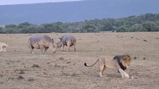 Lions catch a young calf and take on two rhinos