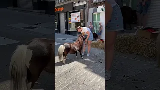 🐴Пони - это тоже лошадь!!