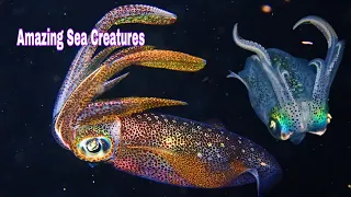 Anilao Diving And Photography || Amazing Sea Creatures