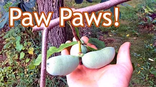 Paw Paw - Where we plant them in our landscape