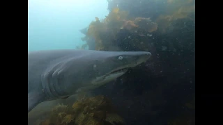 Snorkeling at Bushrangers Bay with Grey Nurse Sharks!!! Sydney Snorkelling Meetup Group.