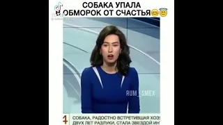 СОБАКА УПАЛА В ОБМОРОК ОТ СЧАСТЬЯ #shorts