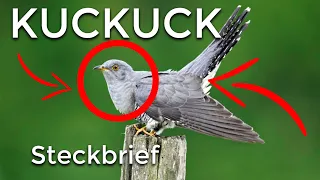 Der KUCKUCK - Steckbrief