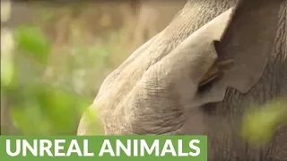 Bird completely disappears inside rhino's ear