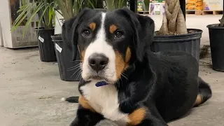 Duncan - 5 Month Old Greater Swiss Mountain Dog | 2-Week Board and Train | Pittsburgh
