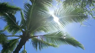 No Copyright Videos || Palm Tree Leaves In The Sunshine Of Hawaii