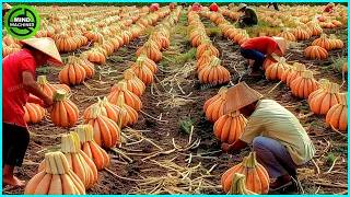 The Most Modern Agriculture Machines That Are At Another Level , How To Harvest Carrots In Farm ▶3