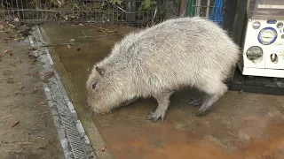 Hinase Was Very Hungry. She Was Not Getting Enough to Eat I Was Not Allowed to Help - Heartbreaking