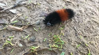 Evans Creek Preserve Meadow Trails and Woodland Trails - Woollybear caterpillar