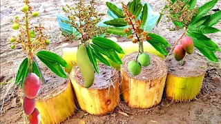 How To Grow Mango Tree From Mango Leaves In Banana Tree Trunk