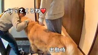 大型犬の最大の魅力は帰宅時のお出迎えである。