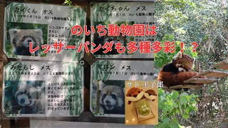 のいち動物園でレッサーパンダのご飯タイムを見てきました(2024.4.7)#のいち動物園#レッサーパンダ