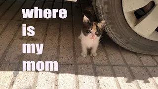 Abandoned kitten in streets without her mother.