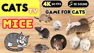 CATS TV - Catching Realistic MICE 🐭 Mice Fun (Game For Cats to Watch) NO ADS 🐭🐭 4K HDR 60FPS