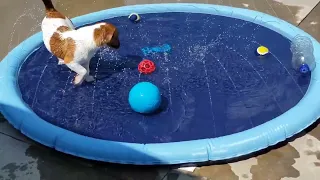 🐶 Splash Pad Fun! 💦