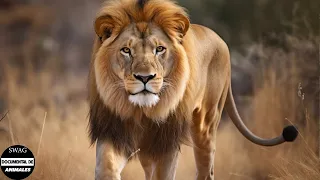30 Momentos De Miedo Cuando León Herido Y Asesinado Dolorosamente | Animales Salvajes