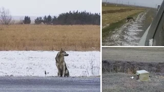 Dog Still Waits For Owner's Return at Roadside in Cold Siberia