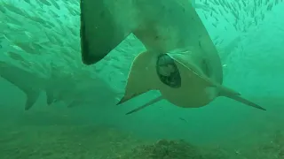 Heavily dilated Grey Nurse Shark getting ready to give birth at any moment!