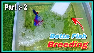 Part :- 2 🤩 How to Breed Betta Fish Step by Step 🤩 | Successful Betta Fish Breeding Tutorial at Home