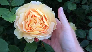 Golden Celebration Rose by David Austin is starting to bloom - HUGE Roses as big as my HAND! Wow!