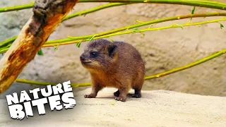 Adorable Baby Rock Hyraxes Have Been Born | The Secret Life of the Zoo | Nature Bites