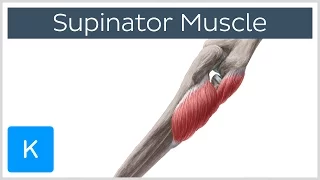 Supinator Muscle - Origins & Function - Human Anatomy | Kenhub