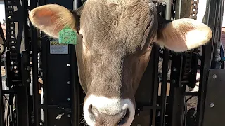 We’ve got a BIG BULL with a BIG GROWTH