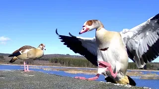 Egyptian goose.  Nilgans