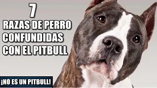 7 Razas De Perro Que Mas Se Parecen al Pit Bull