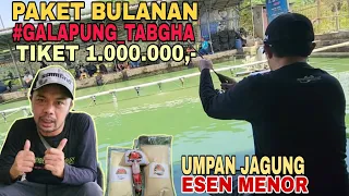 UMPAN JAGUNG ESEN MENOR//STRIKE FISHING #GALAPUNG TABGHA//TIKET 1JT//EDAAAN...IKANNYA MAKAN BANGAT‼️