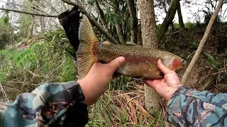 Fishing for trout Utuhina stream. part 2