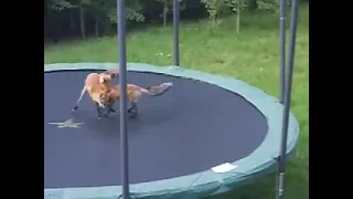 Two Wild Foxes Try Out John Lewis’s Christmas Advertisement And Bounce On A Trampoline..