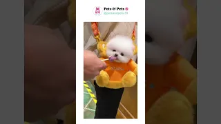 Tik Tok Mini 😍 Funny and Cute Pomeranian 2024 | 😺🐶 28 #shorts #ytshorts #cute #pomeranian