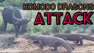 KOMODO DRAGONS ATTACK AND EAT BUFFALO || THE REAL WILDLIFE