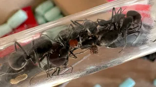 Camponotus singularis #1 (dead?)