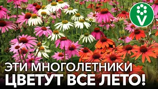 10 ПОТРЯСАЮЩИХ МНОГОЛЕТНИКОВ, КОТОРЫЕ ЦВЕТУТ ВСЕ ЛЕТО И КУСОЧЕК ОСЕНИ!