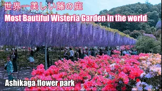 The World's Most Beautiful Wisteria Garden Ashikaga Flower Park 2023.【足利フラワーパーク大藤】