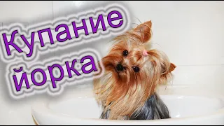 Как купать йорка, купание собак. Как мыть щенка. Советы и рекомендации.