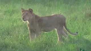 Tree Climbing of Lions Ishasha - Queen Elizabeth National Park, Uganda