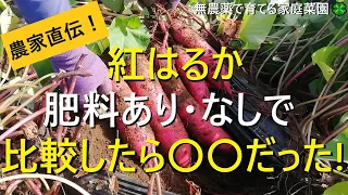 【サツマイモ】紅はるか本収穫！肥料あり・なしで比較した結果【有機農家直伝！無農薬で育てる家庭菜園】　22/9/15