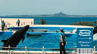 Dolphins at the Churaumi Aquarium in Okinawa, and City Pop🐬 ㅣ #City Pop #Ocean #Seaside